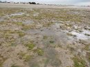 Littoral végétal